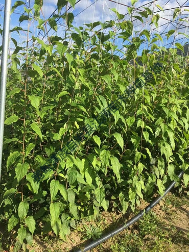 软枣猕猴桃苗木